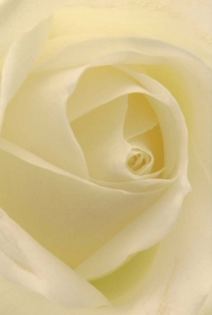 Close up, the pure white rose unfolds in perfect, tranquil layers-each petal a soft wash of white and cream, gently illuminated as though it carries the light of Kennington's early afternoons within. The composition is a symphony of softness and subtlety; the petals, featherlight to the eye, display matte surfaces edged by a near-translucent glow. It's the sort of bloom you might discover at a local Kennington market, hand-chosen for its flawless form and harmonious spiral. The innermost folds are touched by a warm, diffused light, suggesting warmth and hope during occasions both joyful and reflective. As a florist, I see in this rose the ideal centrepiece for an elegant wedding or as a gesture of heartfelt apology-a bloom that signifies both purity and resilience. Its understated fragrance lingers gently, evoking the peaceful pace of life along Kennington Road. The carefully balanced layers and rich visual depth reflect the expertise and artistry found within local florist shops like ours, ensuring every gesture is imbued with genuine emotion and the refined charm unique to this neighbourhood.